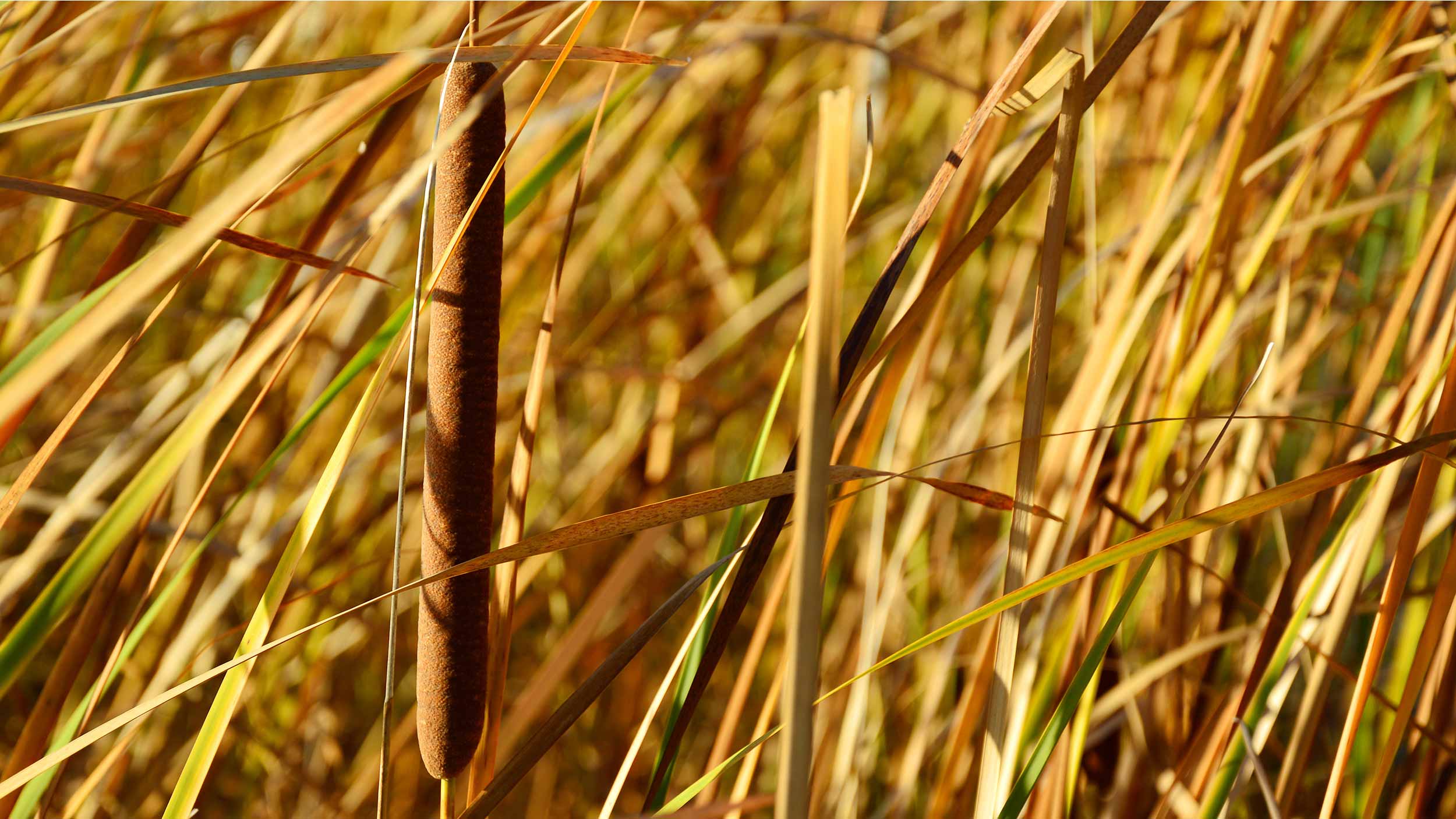 Тростник это. Рогоз. Poaceae Barnhart. Рогоз злак. Семена тростника обыкновенного.