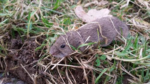 water vole